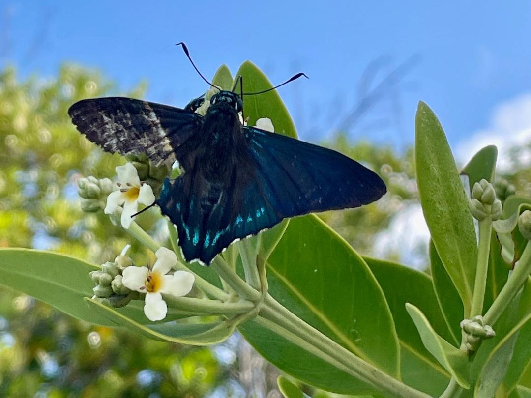 sandbar mangrove moth