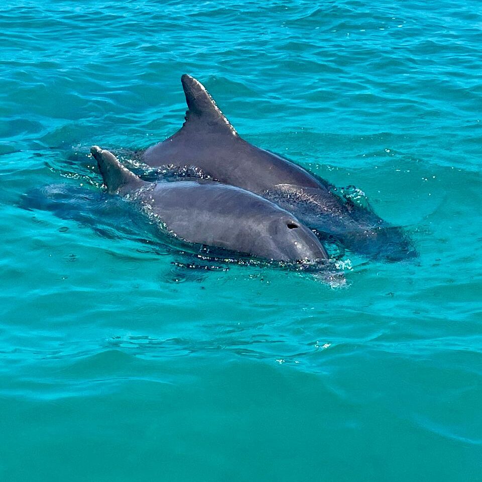 Dolphin Watching